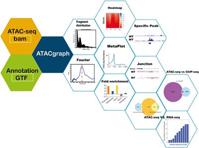 ATACgraph: Profiling Genome-Wide Chromatin Accessibility From ATAC-seq